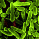 Illustration for article titled What Happens to Bacteria in Space?